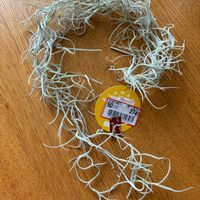 チランジア,ウスネオイデス,新入りさん,見切り品,半額の半額の画像