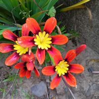 ストロベリーキャンドル,スパラキシス,チェリーセ―ジ,ブラックポピー黒花マジック,真っ赤な火曜日の画像