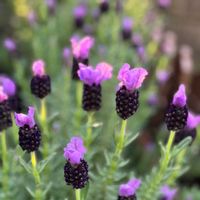 ラベンダー,かわいい,挿し木,紫の花,花のある暮らしの画像