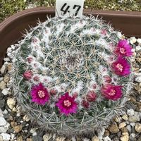 サボテン,サボテン科,サボテンの花,ピンクの花,マミラリア属の画像