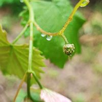 ブドウ,デラウェア,紅伊豆,紅伊豆,いぬの画像