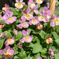 スイートアリッサム ,ビオラ,プランター植え,ビオラ・パンジー,小さな庭からの画像