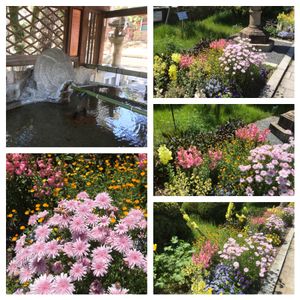 キンギョソウ,クリスマスローズ,モモイロタンポポ,シラン,ボケの画像