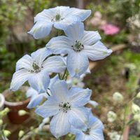 デルフィニウム,癒し,花のある暮らしの画像