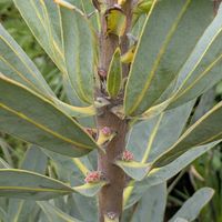 プロテア,バンクシアの画像