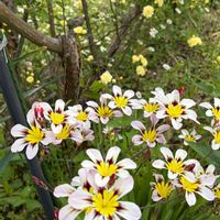 スパラキシス,ロウバイ,昨日の一枚,にわの画像