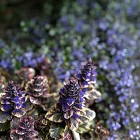 アジュガ,ベロニカ,ベロニカ・マダムマルシア,アジュガ シュガープラム,賃貸ガーデニングの画像