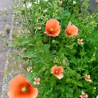 ポピー,ガジュマル,胡蝶蘭,デンドロビューム,アボカド鉢植えの画像