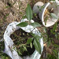 ナンテンの画像