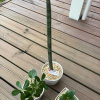 カポック,フィカス ベンガレンシス,サンスベリア スタッキー,多肉植物,観葉植物の画像