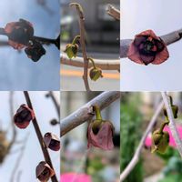 アンドロサセ　スターダスト,クリスマスローズ,タイム,ネモフィラ,ポポーの画像