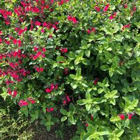 チェリーセージの画像