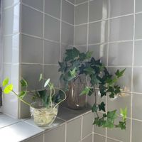 ヘデラ,ウォーターマッシュルーム,アイビー,多肉植物,観葉植物の画像