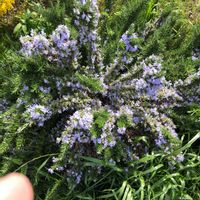 ローズマリーの画像