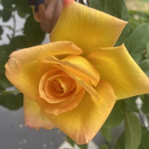 バラ,バラ　ピース,鉢植え,開花,バラ 鉢植えの画像