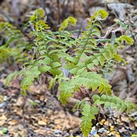 クジャクシダ,シダ,孔雀羊歯,我が庭の野草たち,半日陰花壇✽の画像