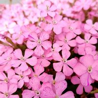 シレネピンクパンサー,シレネライトピンクパンサー,お花,ピンクの花,種からの画像