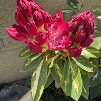 シャクナゲ,モクレン,サボテンの花,我が家の庭,おうち園芸の画像