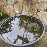 ハス,ハス 小舞妃,発芽,水生植物の画像