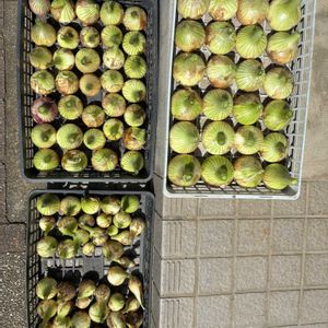 玉ねぎ,玉葱収穫,家庭菜園の画像