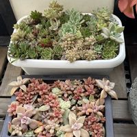 銘月,火祭り,桃太郎,エケベリア クリスマス,秋麗の画像