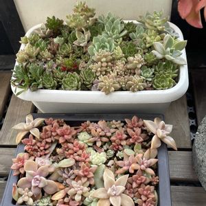 銘月,火祭り,桃太郎,エケベリア クリスマス,秋麗の画像