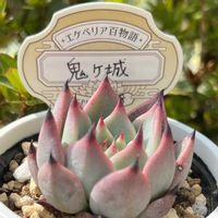 鬼ヶ城,多肉植物,多肉大好き,多肉中毒,多肉のある暮らしの画像