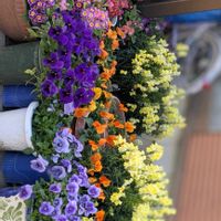 リナリア,ルピナス,ビオラ,ビオラ,プリムラ　ジュリアンの画像