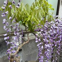 フジ,お出かけ先の画像