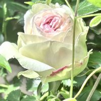 バラ,ご近所,ばら バラ 薔薇の画像