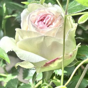 バラ,ご近所,ばら バラ 薔薇の画像