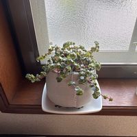 ピレア グラウカの画像