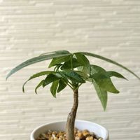 パキラ,実生 パキラ,観葉植物,植物のある暮らしの画像