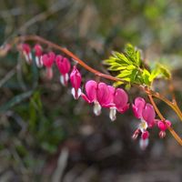 モミジ,柿の木,イロハモミジ,イロハモミジ,ケマンソウの画像