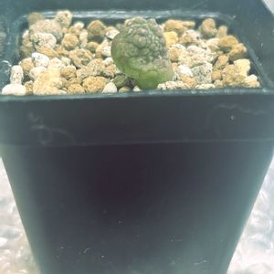 ミギウルティヌス,多肉植物,リビング,コーデックス,珍奇植物の画像