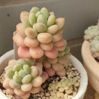 多肉植物いろいろ,ロココ,ロココ,花火,レッドエッグの画像