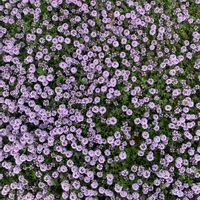 植栽,ひとりごと,近くの公園,ご近所さんのお花,団地の花壇の画像