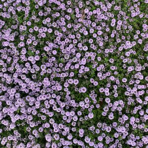 植栽,ひとりごと,近くの公園,ご近所さんのお花,団地の花壇の画像