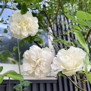 バラ,つるバラ  サマースノー,ばら バラ 薔薇の画像