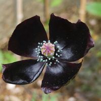 ポピー,アイスランドポピー,ポピー ブラックマジック,ガーデニングの画像