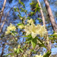 イワウチワ,ヒカゲツツジ,山野草,トレッキングの画像