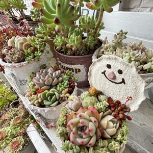 寄せ植え,ちまちま寄せ植え,ありがとうございます♡,繋がりに感謝✨,バラと夢CLUBの画像