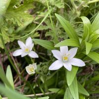 ウインターコスモス,オーニソガラム,コバノランタナ,ギョリュウバイの画像