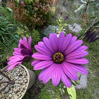 オステオスペルマム,鉢植え,ピンクの花,暴れん坊の画像