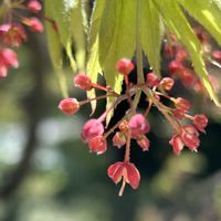 オオモミジの翼果,オオモミジの冬芽,オオモミジの花,お寺の庭,植栽の画像
