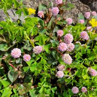 ヒメツルソバ,山野草,野草,ピンクの花,道端の画像