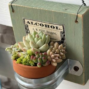 寄せ植え,ちまちま寄せ植え,ありがとうございます♡,繋がりに感謝✨,バラと夢CLUBの画像