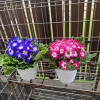 サイネリアの画像