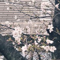 スモモ,植物にありがとう♡,頑張れ❗️日本,頑張ろう日本❣️,人に優しくの画像