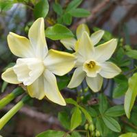 スイセン,水仙,スイセンタリア,芳香水仙ピピット,ユリ八重咲きの画像